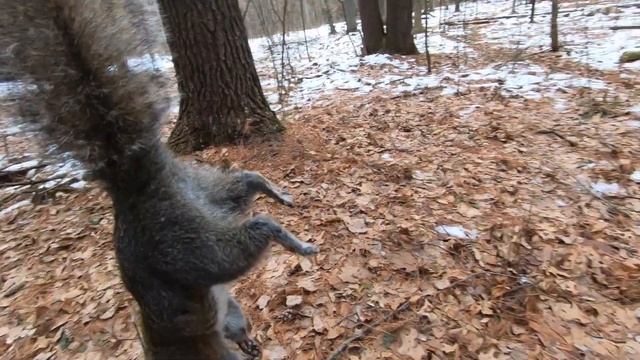 Private Land Squirrel Hunting with CZ 457 22LR (2020) Part 2 смотреть онлайн