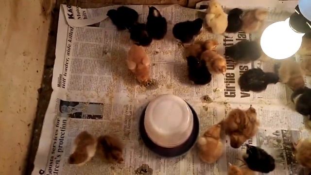 Brooding time with Black Australorp, Light Suxxex & Barred Plymouth Rock смотреть онлайн
