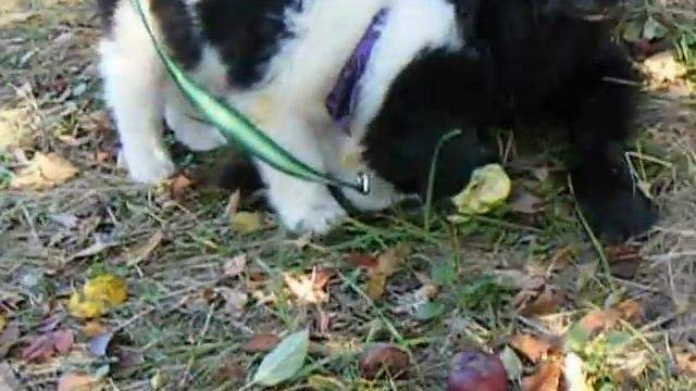 Saint Newfie and Newfoundland Lab -Mendel and Lillly go Apple picking 044.avi смотреть онлайн