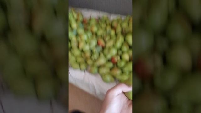 17.08.2024 груша Талгарская красавица урожай
