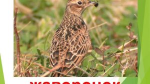 Презентация для детей по Доману. Птицы пение