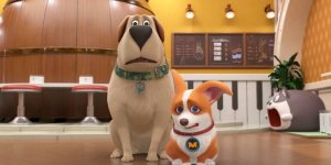 Корги по имени Моко. Домашние животные 2, 8 серия. Источник проблем