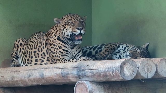#5 Aug 2017 Jaguar at Wanpark Kochi Animal Land, Kochi, Japan смотреть онлайн
