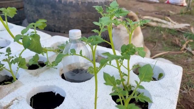 Why does using Styrofoam box to grow potatoes produce so many tubers? Turns out it's a secret смотреть онлайн