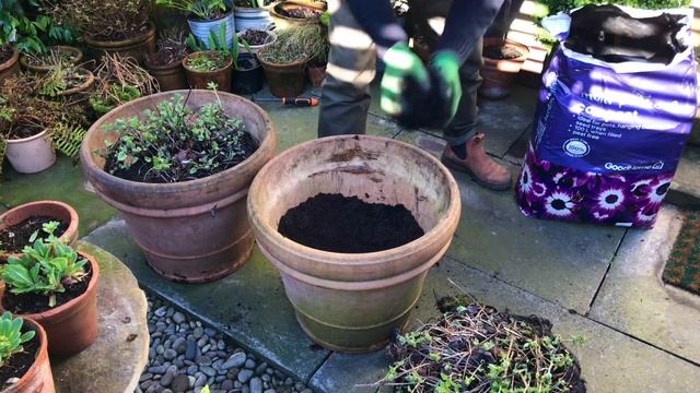 Garden updates: upcoming gardening projects #springgardening #backyardgardening смотреть онлайн