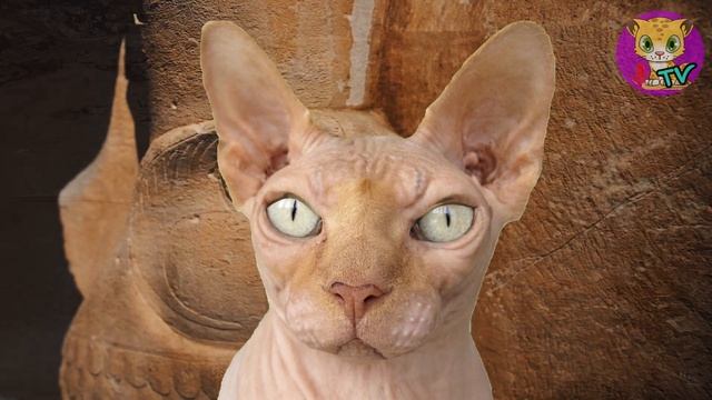 Sonido egipcio para gatos - Música que recuerda a los gatos su origen egipcio смотреть онлайн