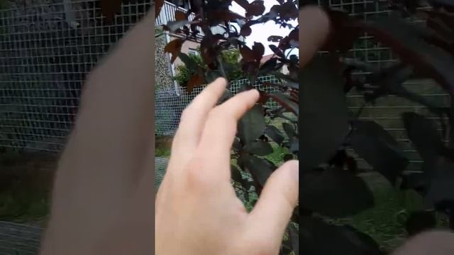 31.05.2024 слива краснолистная