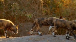 BBC. Твои весёлые друзья зверята 49 серия (документальный сериал, 2004-2009)