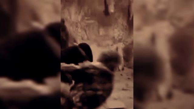 💥Mylén Farmer-Fuck Them All(remix)