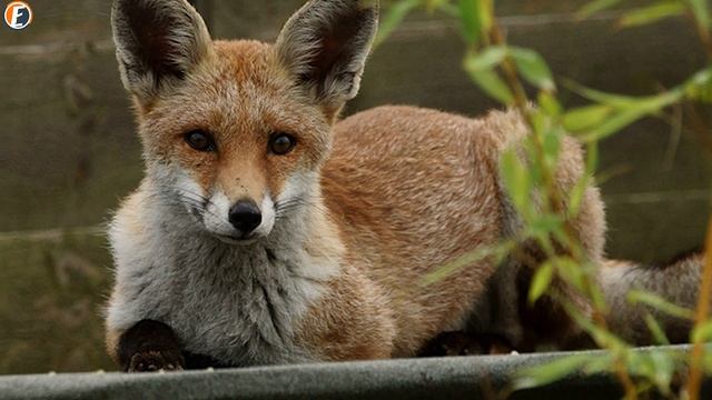 This Woman Would Feed Wild Foxes Every Day, But Then... смотреть онлайн