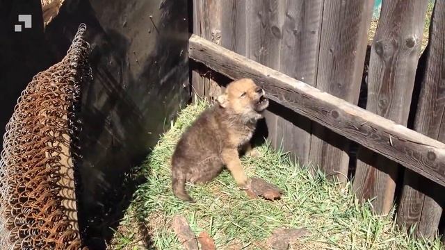 Elderly raised the puppy without knowing who he was, a year later, he showed what he was capable of смотреть онлайн