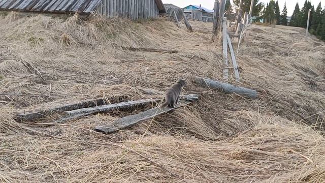 Вечер в деревне. Будни Олега. 02.05.23 смотреть онлайн