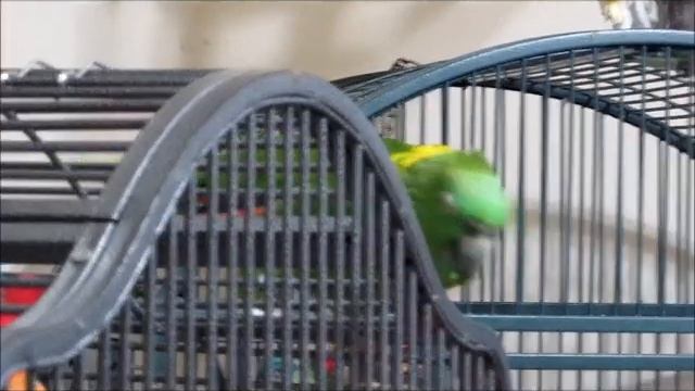 Louie Sings 1.wmv смотреть онлайн
