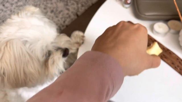 Maltese dog loves apple: she finally got my apple смотреть онлайн