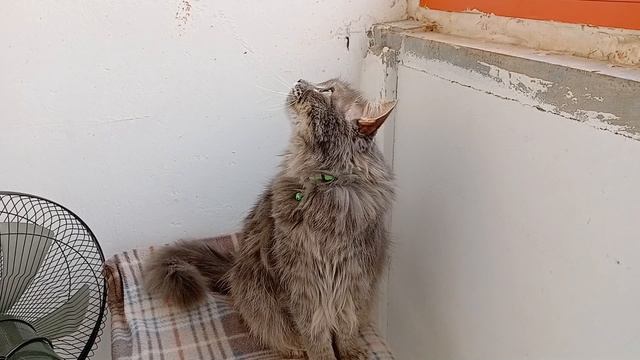 Филя что то задумал и решил сходить погулять