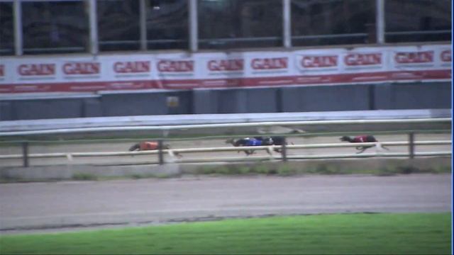 2020 BGBF BRITISH BRED DERBY - HEAT 1 - T2 JAGUAR BLAKE смотреть онлайн