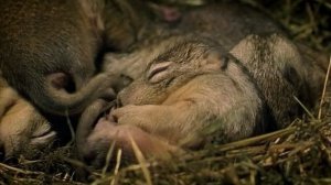 BBC. Твои весёлые друзья зверята 43 серия (документальный сериал, 2004-2009)