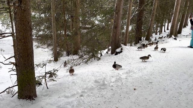 iPhone 14 Pro: HGL HDR | 4K ProRes RAW 12bit | Austria-Seefeld in Tyrol , Snow смотреть онлайн