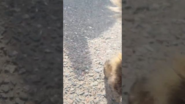 Волкодав Наш местный #barsik Ставь нашему котейке! смотреть онлайн