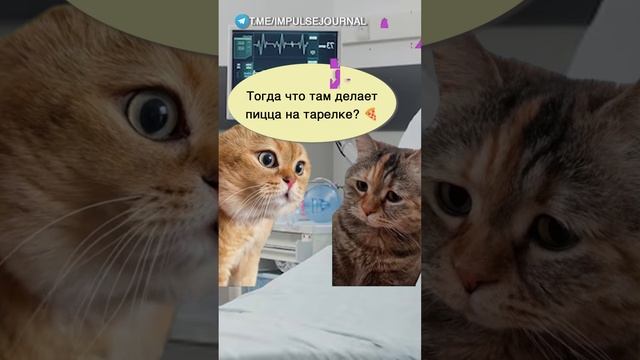 Лечу стресс #мыкотики #вмем #разговор #анекдот #шутки #кот #юмор #смешное #прикольно #мемы #cat смотреть онлайн