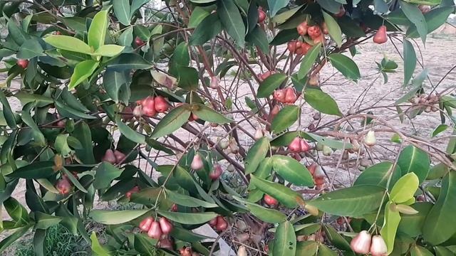 WATER APPLE 🍎 FRUIT FRUITING SUNDARGARH J&S FARM 🚜😋. смотреть онлайн