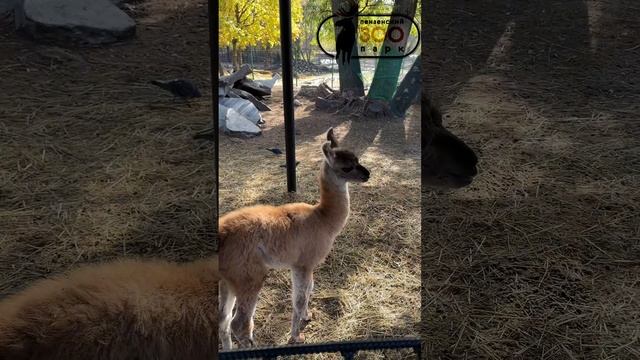 Пензенский Зоопарк - Клип @zoo_pnz смотреть онлайн