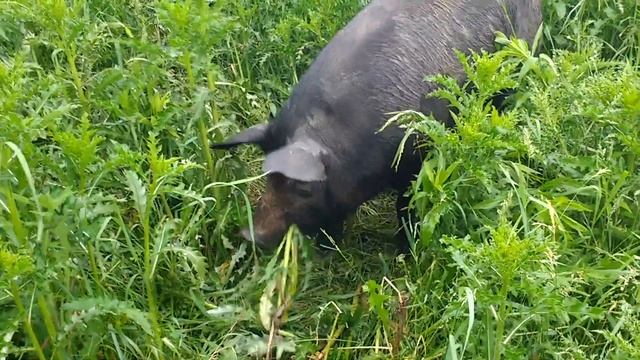 Pigs Eat Thistles! смотреть онлайн