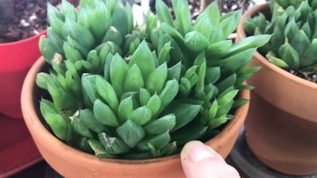 I Have Some Questions About my Haworthia aka Cathedral Window Plant | Please Help! смотреть онлайн