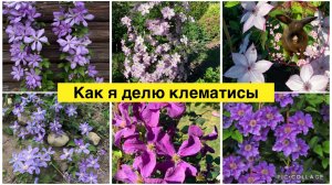 Обзор клематисов. 11 сортов. Как правильно делить куст