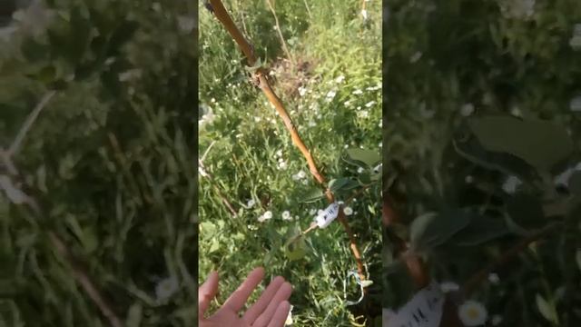 16.06.2024 яблоня Мельба