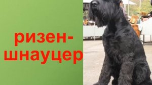 Презентация для детей по Доману. Собаки (породы)