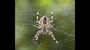 Пауки Spiders Spinnen Видео для малышей Educational videos for kids Lehrvideos für Kinder