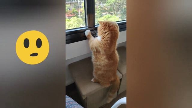 Curious cat standing while looking out the window...then tried to chirp? смотреть онлайн