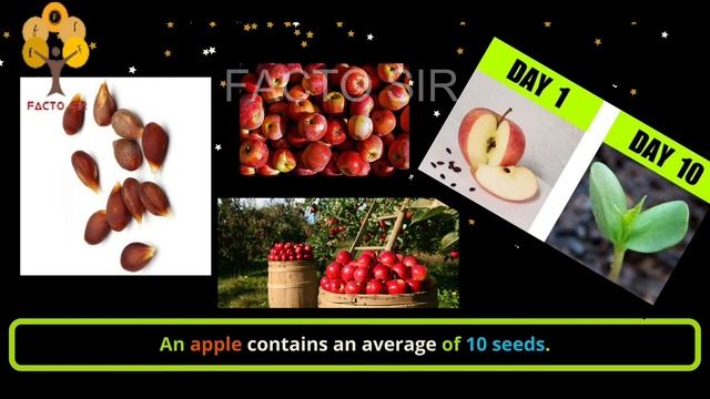♥️ FACTO SIR | APPLE FACTS | FRUITY FACTS | ♥️ смотреть онлайн