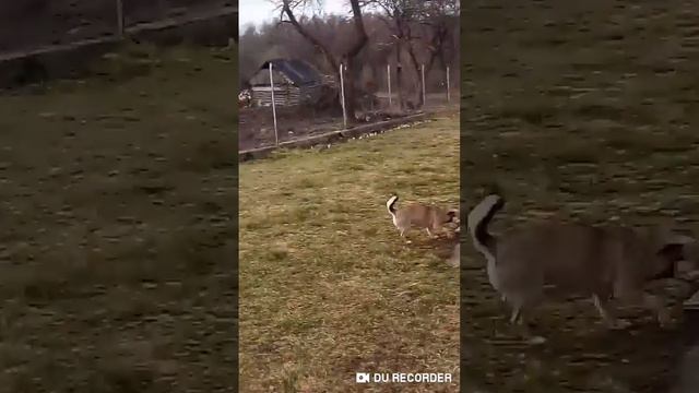 Милашка муся смотреть онлайн