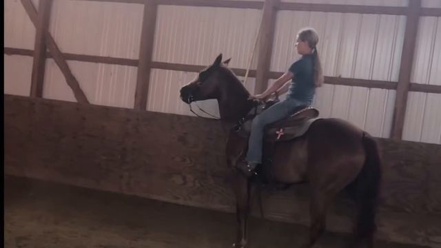 Honeys Poco Leo by Broken K Horse co смотреть онлайн