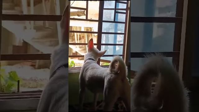 Jenny the Cutest Dog looking Window #youtube #youtubevideo #videos #dog #dogs @Pets-Pastries смотреть онлайн