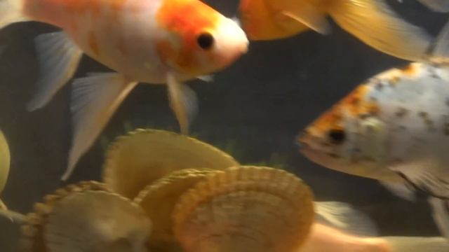 House Best Beautiful Fish Aquarium Hits Mega mix fish tank wallpaper hd 2016 hd смотреть онлайн