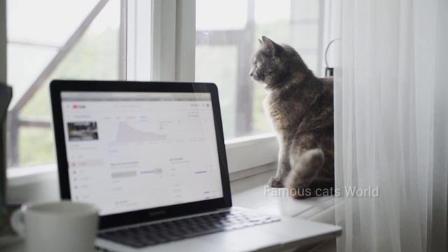 Cute cat seeing outside of window, seated on table смотреть онлайн