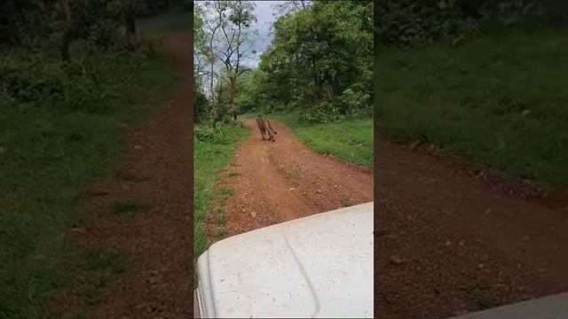 No anything need to do to Tiger to maintain his/her terror.(3) смотреть онлайн