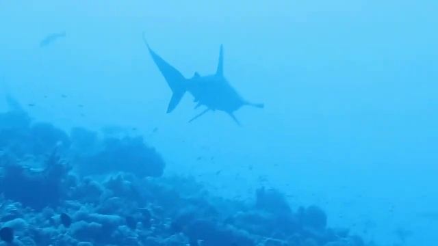 hummer head shark in yanbu смотреть онлайн