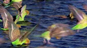 BBC. Твои весёлые друзья зверята 27 серия (документальный сериал, 2004-2009)