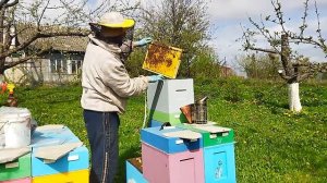 Развитие шестирамочников на 25 апреля 2024