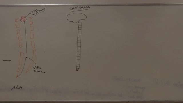 Gross anatomy spinal cord (Neuroanatomy 2) смотреть онлайн