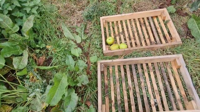 THE BEST WAY TO STORE APPLES - How To Store Your Apples Naturally Right Up Until June! смотреть онлайн