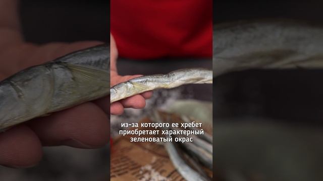 thumb-Сарган вяленый Деликатеска 150г-1}