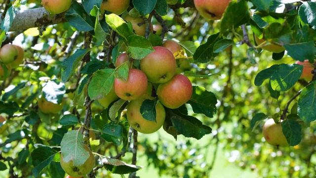 Apple tree смотреть онлайн