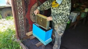 Подсадка особо ценной матки