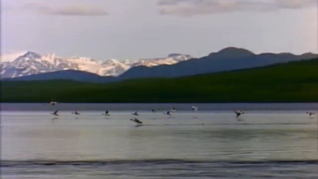 Nature- Windows Vista Video Samples смотреть онлайн