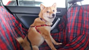 Как перевозить собаку в машине максимально безопасно